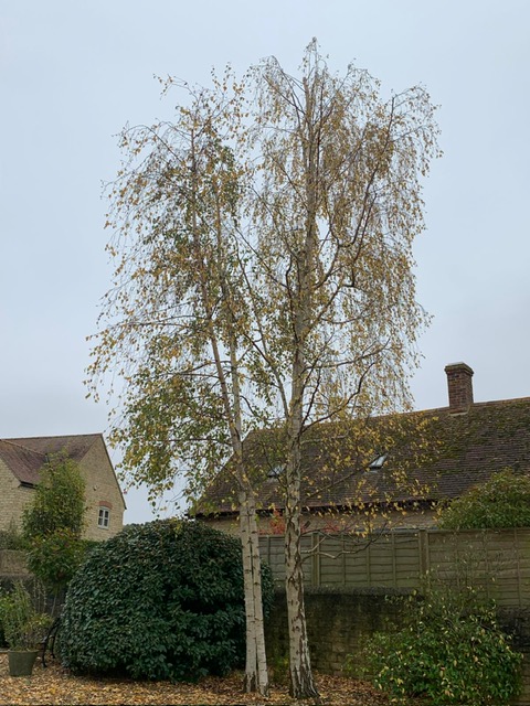 Birch